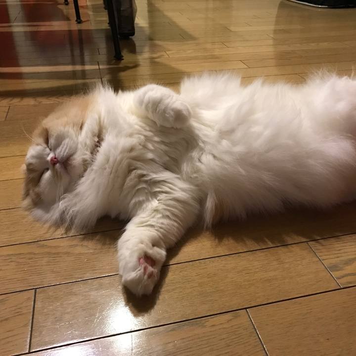 3447a5de 3638 49a8 8e33 2370eae1af3b 1513346646742