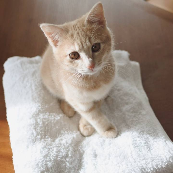 344cc55e a749 40b6 b5a9 077bbe2493c4 1545713225222