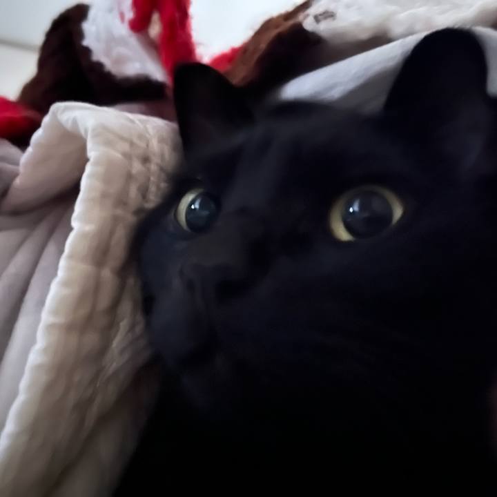 3458166c 72c0 4588 acbe b992123eeb1f 1734997039802