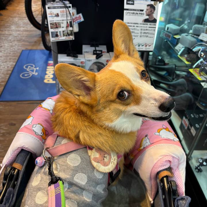 345c73b9 8dd0 47ca aa97 b52f318d948b 1764388077393