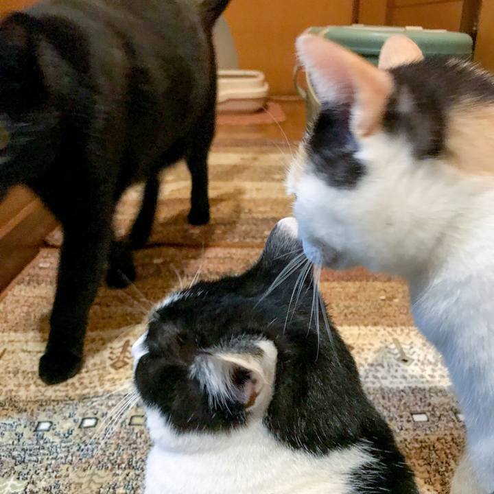 345cdbf5 9400 4aaa 8a64 3594d7552614 1511483917078