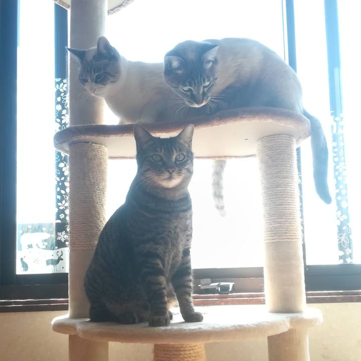 3462ef18 46f0 4451 869d 2642b78785f7 1520309587952