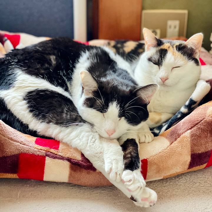 34679c86 fa9b 48b4 8e18 97d560bdbb53 1620871760118