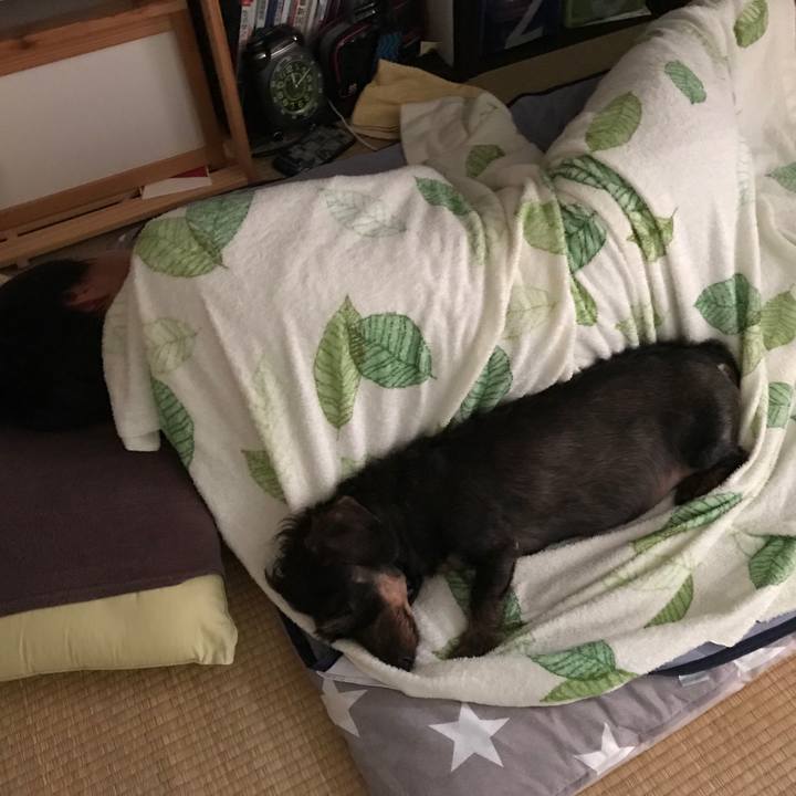 346dafcd 4b55 4390 bda7 93d2d9c3ae9d 1565920636682