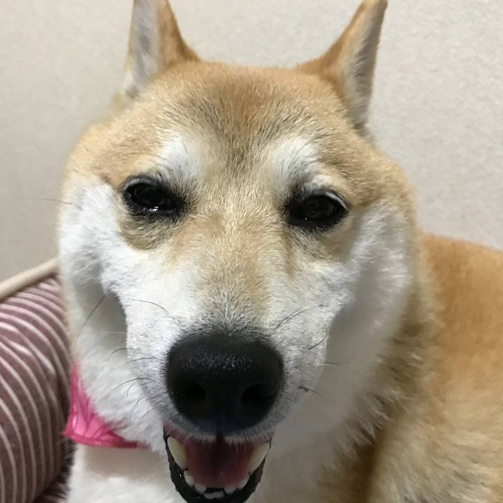 346f74d6 4a3f 40c0 89e3 52c436a595d5 1530192737802