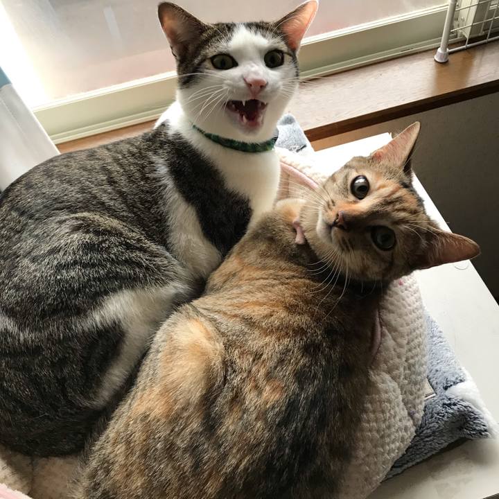 346fc957 c299 49aa b1f0 bdf6ce09f5d4 1547252702729