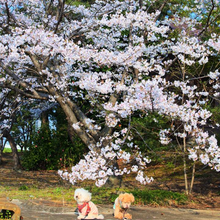 34706483 f68d 496f 873b 60faf42210b3 1774819799615