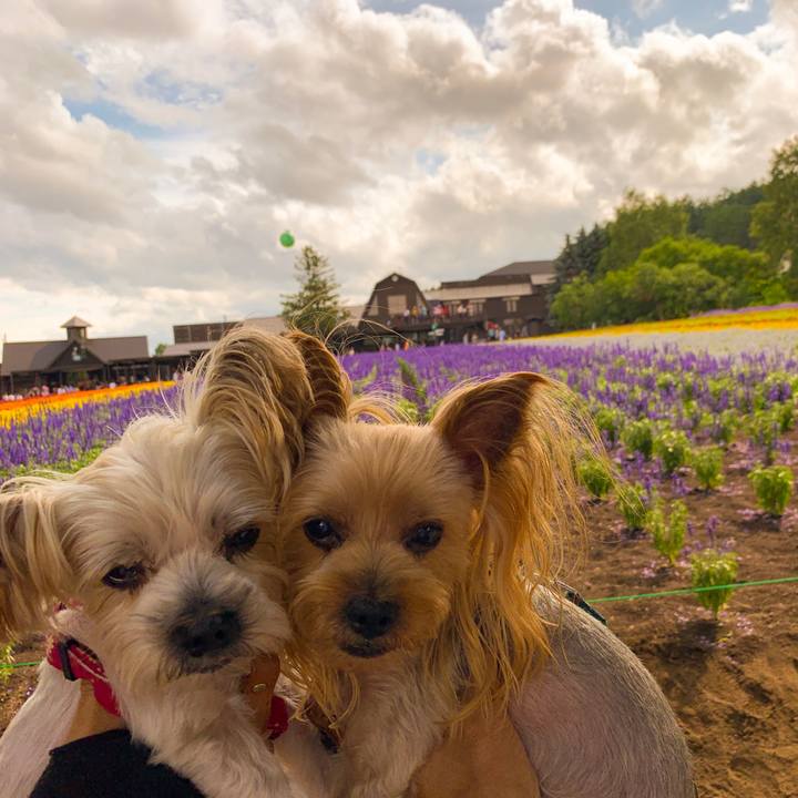 34731904 1363 45d7 a5a3 97e1b5dcde2b 1564223838775