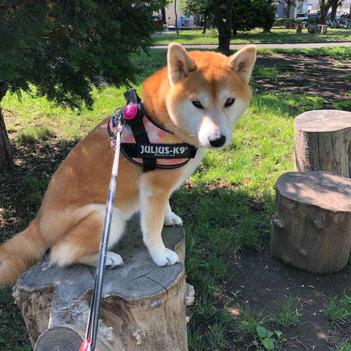 347627da c6aa 4b3f bf01 f65c5dd5611a 1561430136505