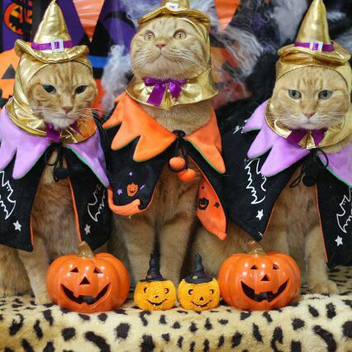 34766802 161d 435b a507 22b7ac799987 1571214322592