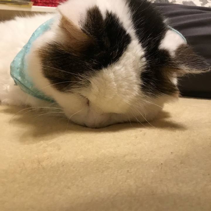 34782f6e 8c7f 42f2 8ddd a9fd1124ab6c 1574943115898