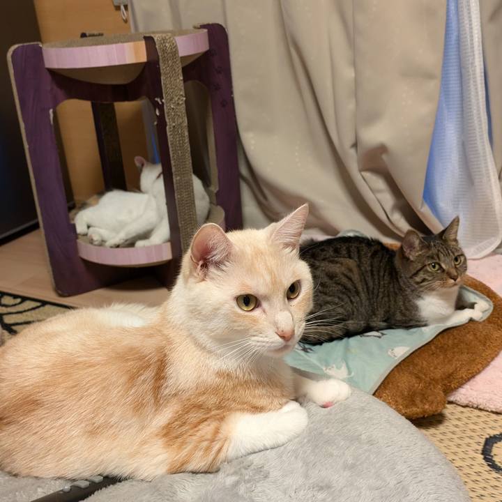 347c56d8 602e 4359 89cd 1af337fffb1d 1728220036990