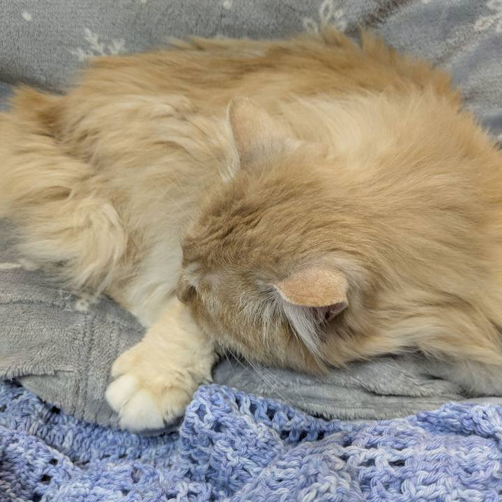 348633ca b10b 4408 a17a 8fb4acccbe62 1774951637698