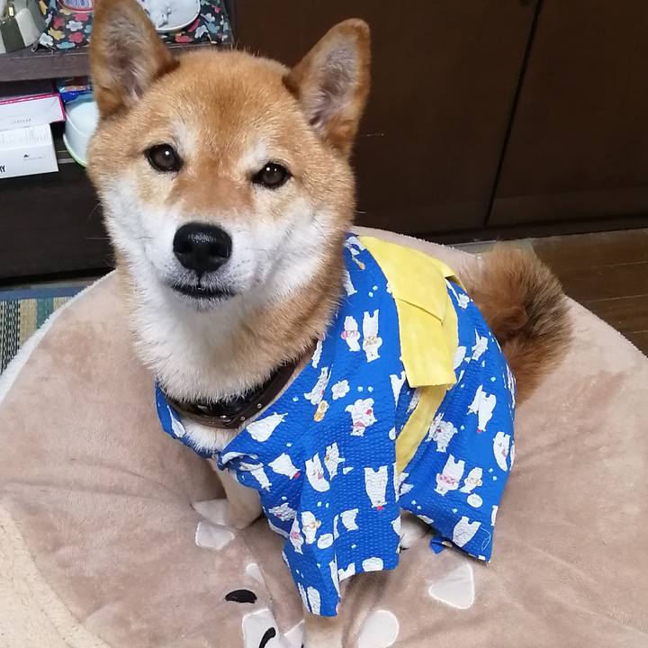 348aa985 47bc 456b 99b3 03ba9a37572d 1593582871518