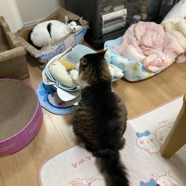 348e0696 d233 482b a0f3 9b503d3803f8 1759635581298