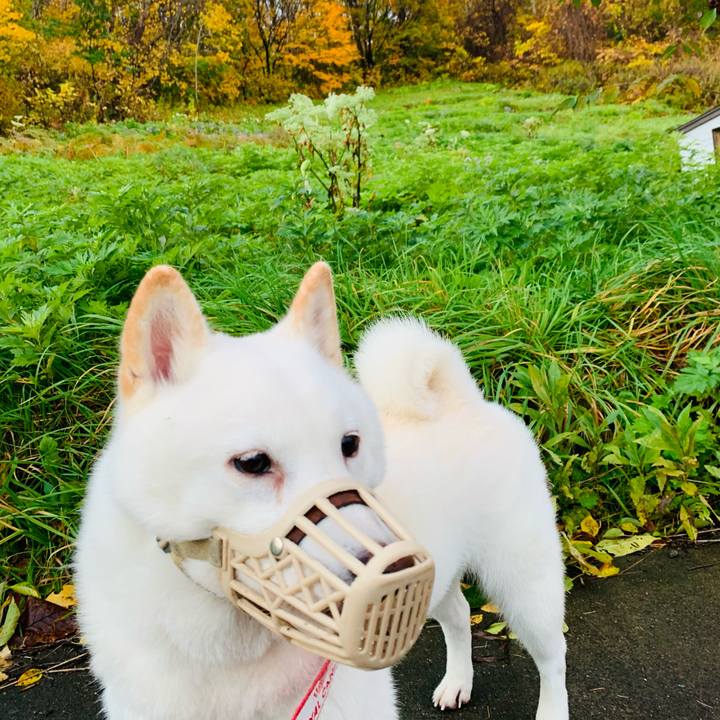 348e6ae7 4e92 4138 a8c1 4a0b4c7df832 1603574817201