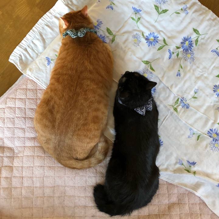 348f715c fcf6 4e92 bd70 10d1f57a3423 1558816494681