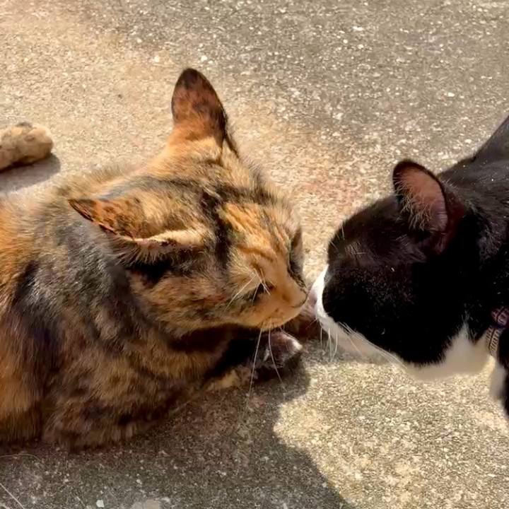 34900f8e e79c 4a4f a584 4d205b8e1500 1763088510475