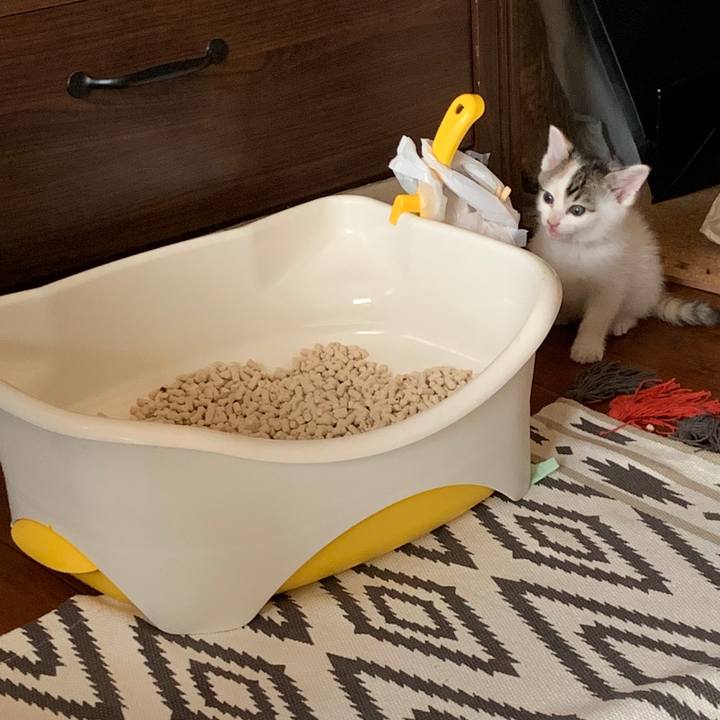 3493357a f4e4 4be0 90cb 5f383d6f031d 1590110503349