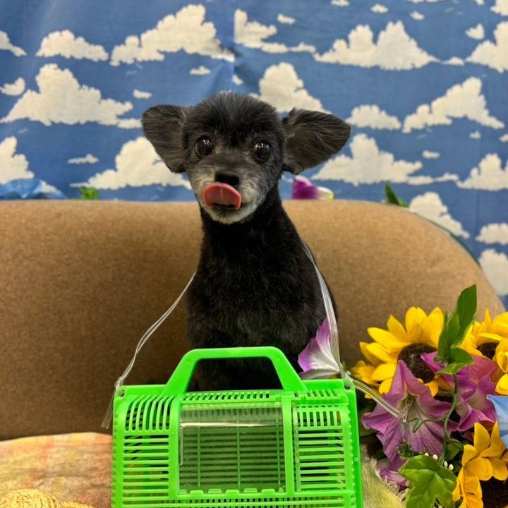 34933f1c 0ed1 48f0 906c 7c6e9cb5724b 1719722909172