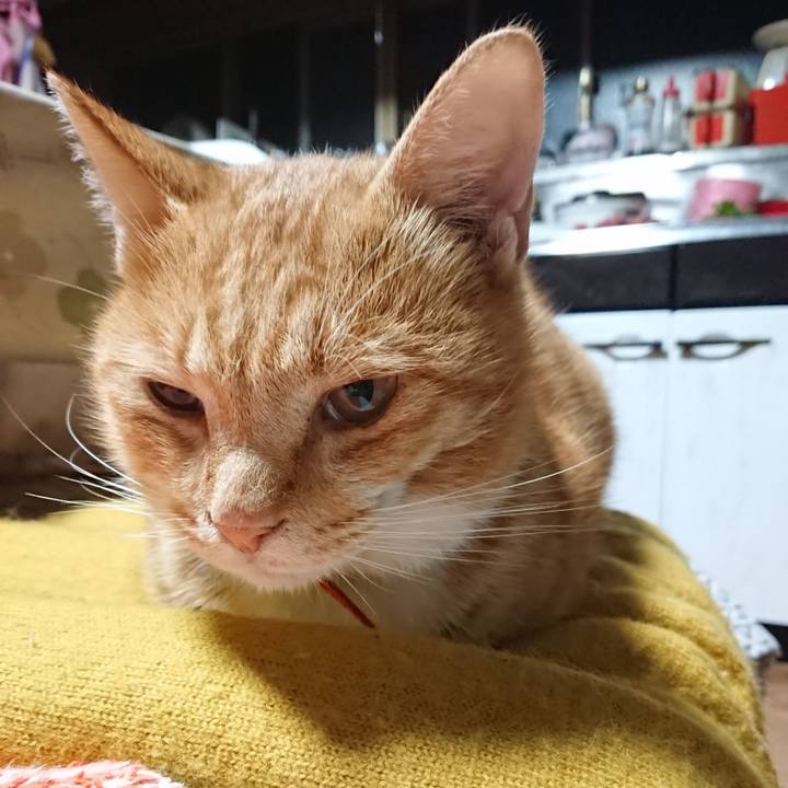 3493ad66 c731 4d5f bb0d a05642eaed6c 1570478250082