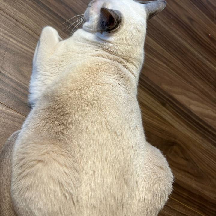 3494ab9a e603 4ab8 9971 06b6a206b818 1736419271646