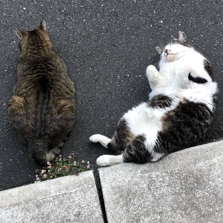 34a00b24 80ce 4044 adfa 2d09527fcc7a 1588468793963