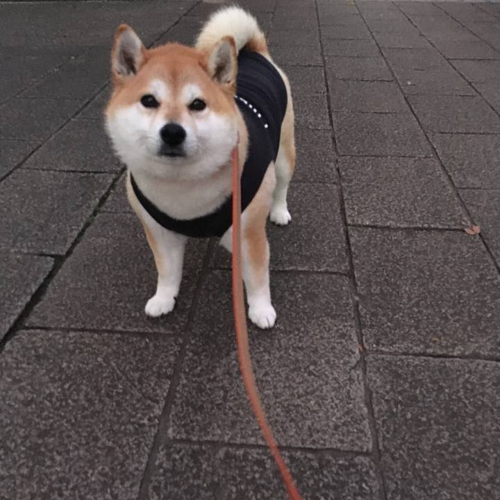 34a0e885 2beb 4e1f ad4e ed9c6c8b5604 1577088208711