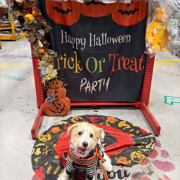 34a5528e f0de 4a26 8f82 9fe7da2838e1 1761378600717