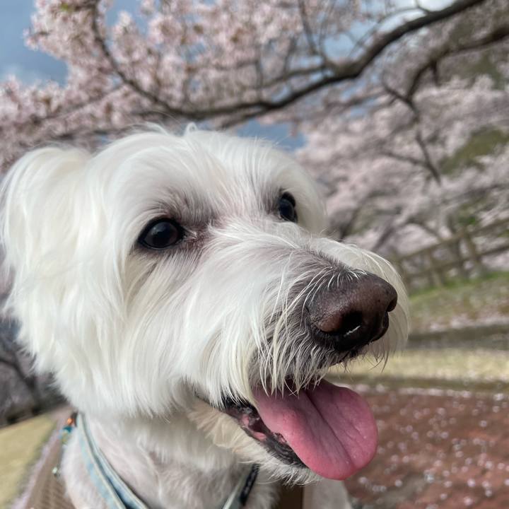 34a8df74 cd26 4418 80db 6e4d24924c6f 1745129593387