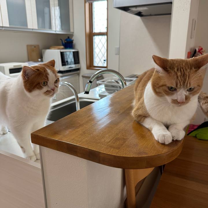 34a9d06a c7cd 4f2a 987d 1f3a6464d4b8 1771209501681