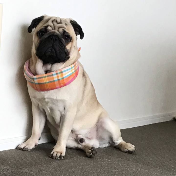 34b2d3cb df59 408b a7ba 8cf02b767518 1565844805039