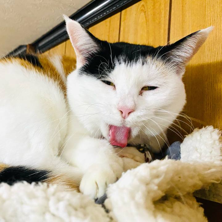 34b7010b 70cb 487f a3bc e42e4472bf76 1732111756271