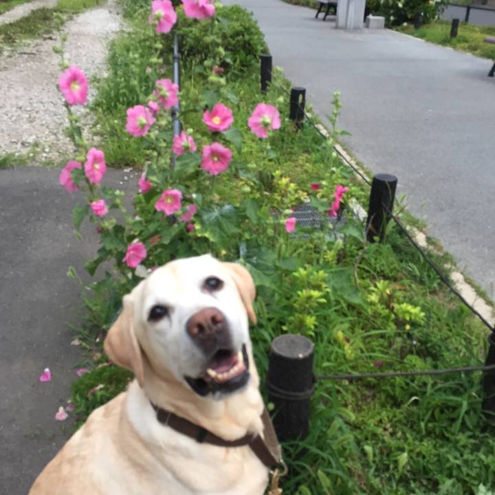 34b703fa 2913 4f92 bb1e ae5e7d767066 1528585283172