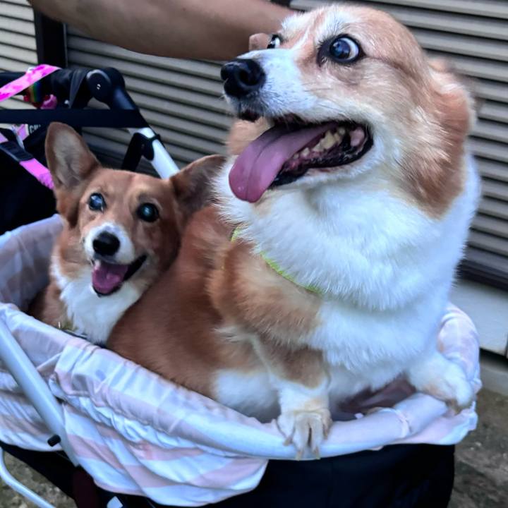 34bc5411 1cc5 4434 a54e 0dce95e6f4c2 1750591587193