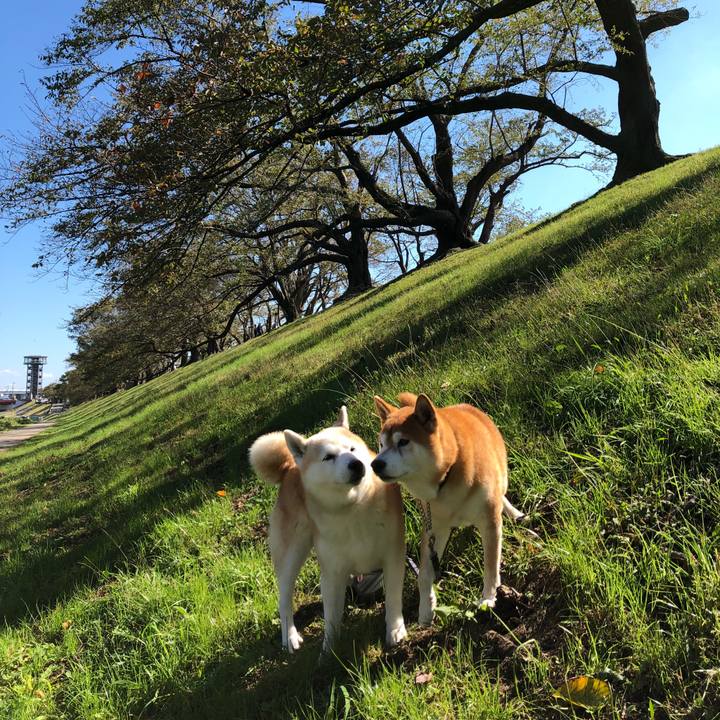 34bd33d0 18a2 4934 87df b6fbb34b227c 1540852681196