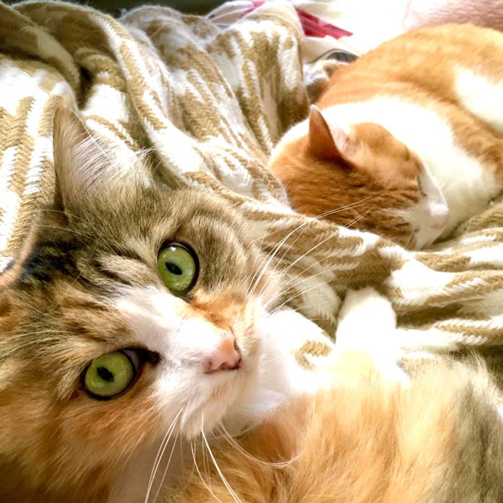 34be7bad 9319 4dde 93b3 5ac77ec76c83 1562819339521