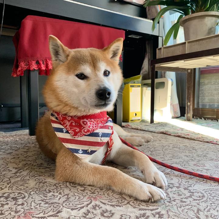 34c1a67f e6ff 4ac9 997b cb5970739c5e 1585218969554