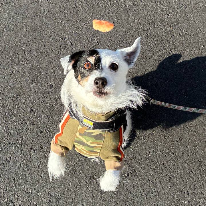 34c33264 2526 4ea8 b24d 3ee1df12157a 1771633037966