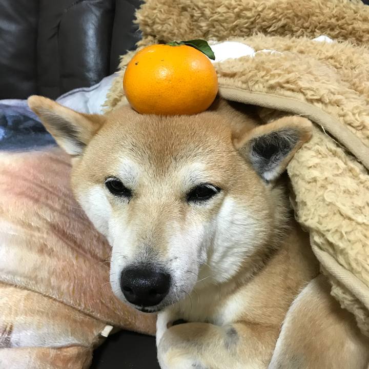 34c8e277 f976 40e2 9c78 c9eae31570a8 1513665341760