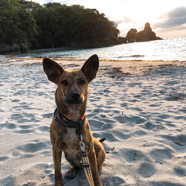 34ca038a 9da6 44e8 9c75 56d5866816e5 1587378864121