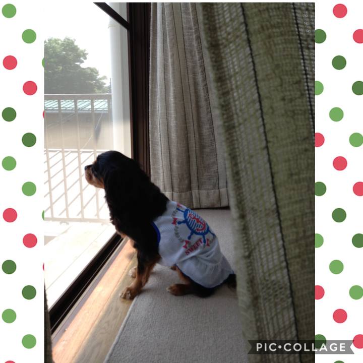 34d108bc cc32 488b 8676 3781b5fdec38 1544356455167