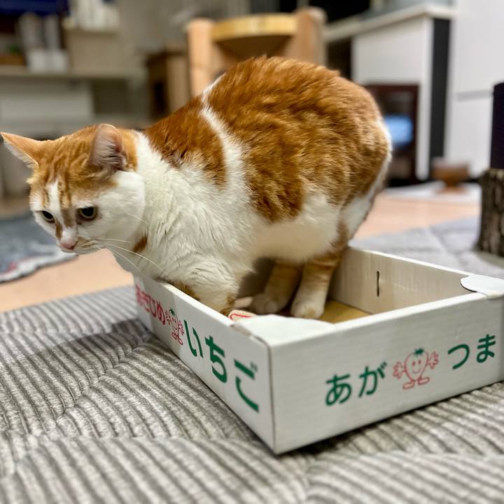 34d34a2d c491 42c5 9c9d eec79898c75e 1760153210711