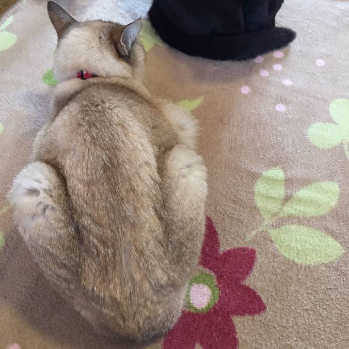 34d8de92 904c 414d 9592 d2ba355d0e02 1526254731590