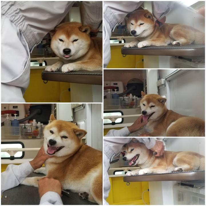 34d97a1e 1c08 4af7 841a 885eeec37e1f 1559019420811