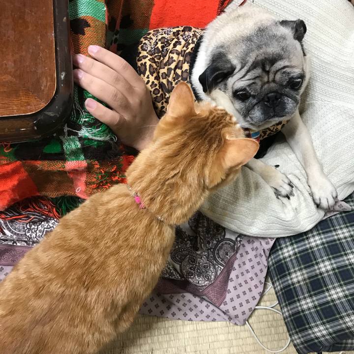 34df023f f8a1 4eef 814f 6a40f3443420 1514533424747