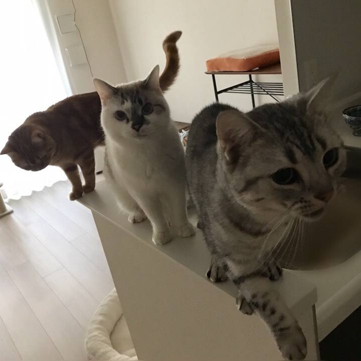 34e47851 c06b 414a 884f ddd3427a2211 1511736642571