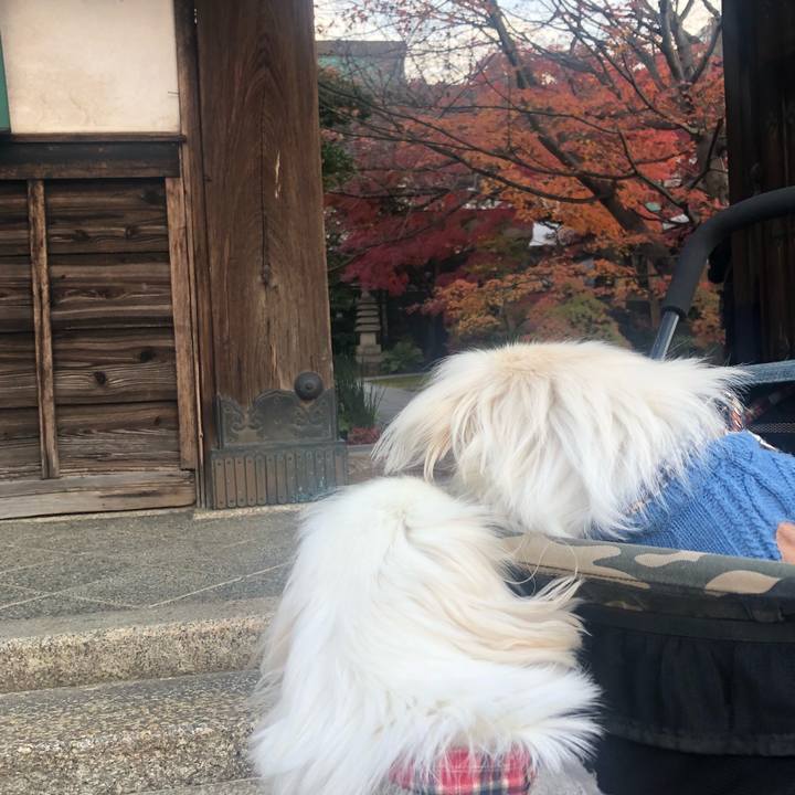 34ea3425 61d9 43b3 8dde a0f879e50a50 1544484046729