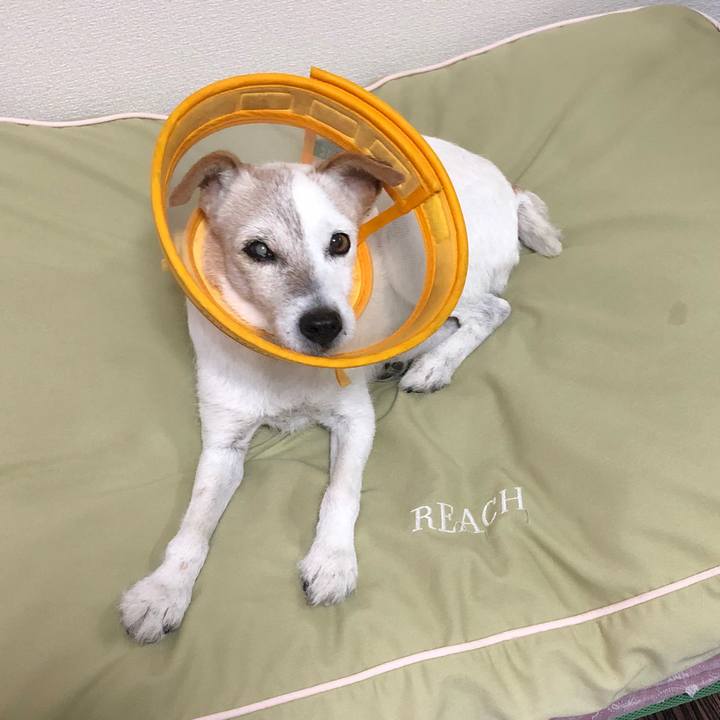 34ea558f 912e 43ff bdb0 a8e1fca91fcd 1540214148380