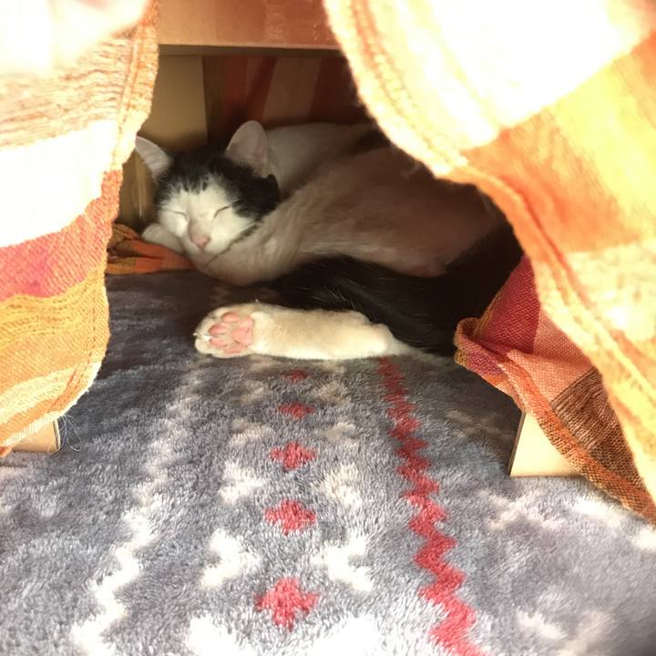 34eb993d 9337 4dd2 9e33 234abaf530c4 1548739539459